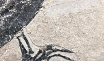 Fossil Turtle Manchurochelys from the Cretaceous with X-ray image