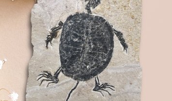 Fossil Turtle Manchurochelys from the Cretaceous with X-ray image