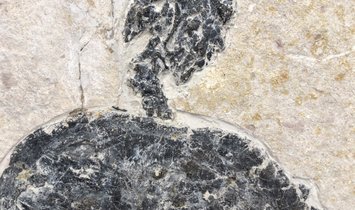 Fossil Turtle Manchurochelys from the Cretaceous with X-ray image