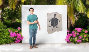 Fossil Turtle Manchurochelys from the Cretaceous with X-ray image