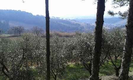 Villa in Soria - Baia, Pesaro, Marche 5 - 14576634