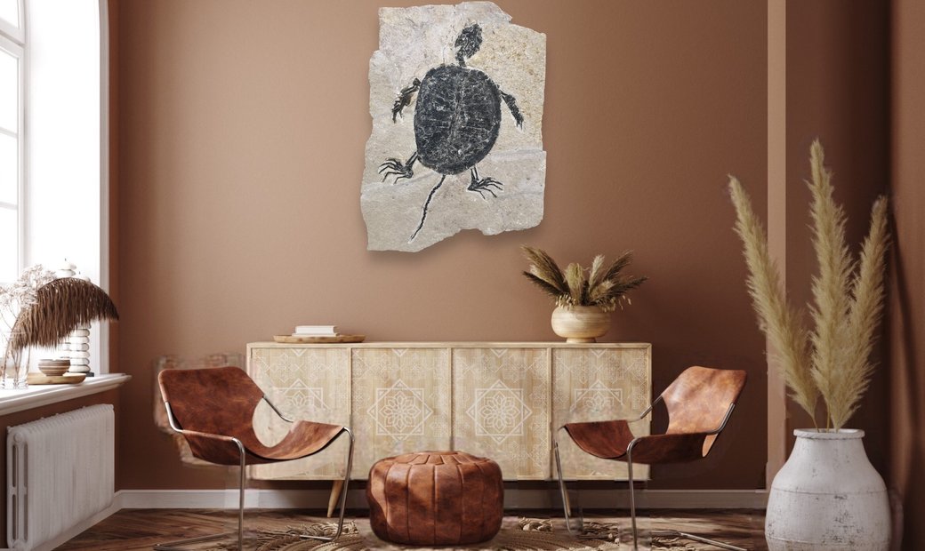 Fossil Turtle Manchurochelys from the Cretaceous with X-ray image