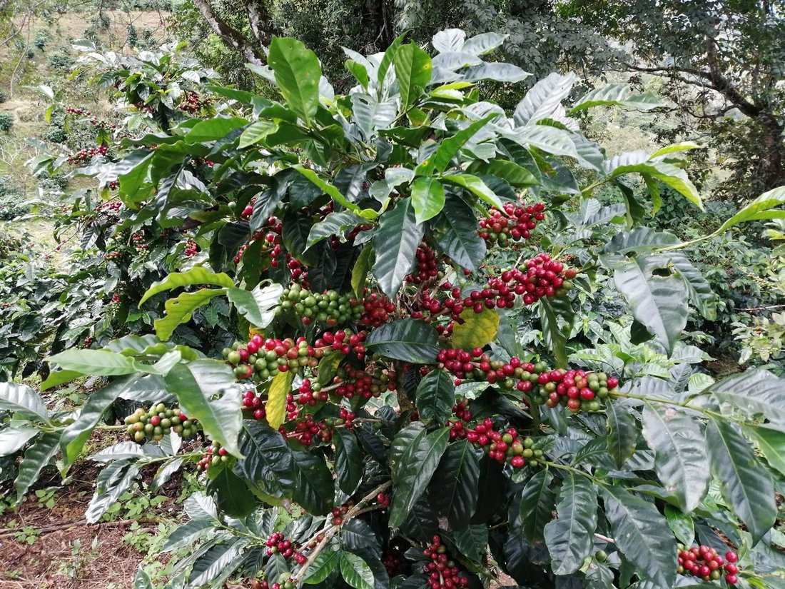 Los Naranjos, Chiriquí Province, Panama 2 - 14586082