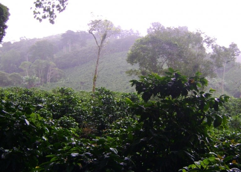 Los Naranjos, Chiriquí Province, Panama 4 - 14586082