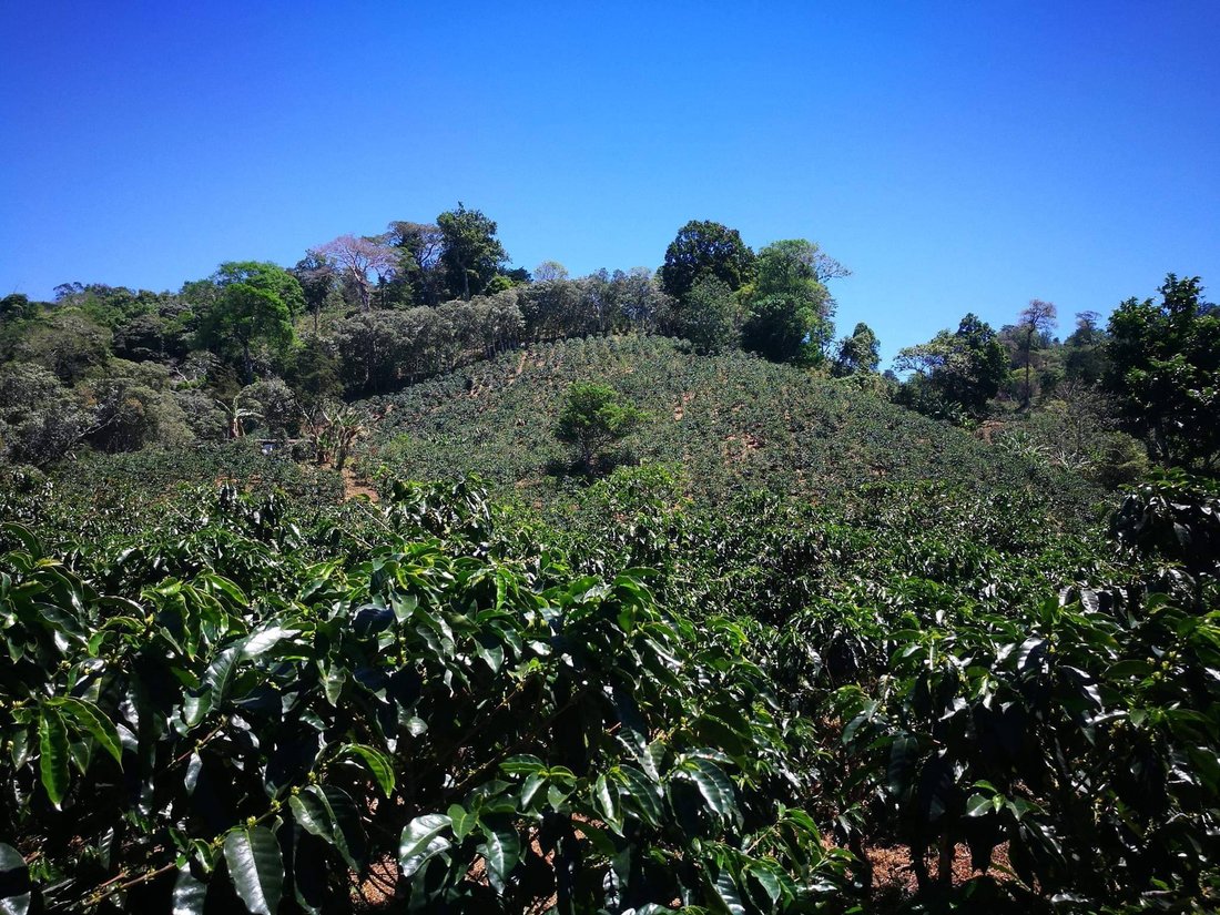 Los Naranjos, Chiriquí Province, Panama 3 - 14586082
