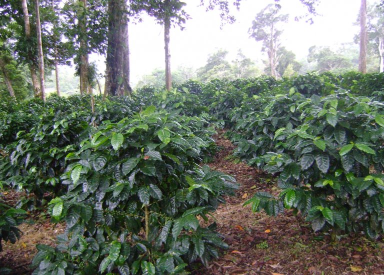 Los Naranjos, Chiriquí Province, Panama 5 - 14586082