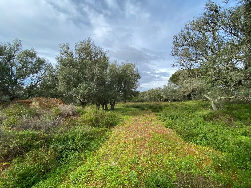 Land in Melides, Setúbal Municipality, Portugal 4 - 14608591