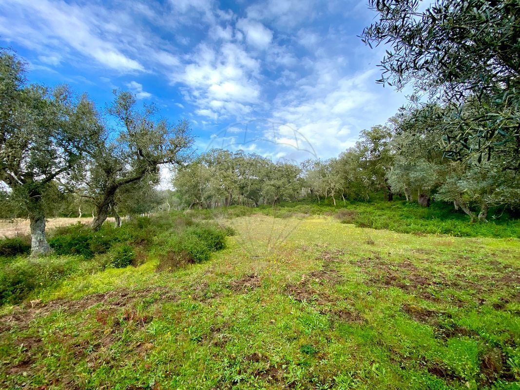 Land in Melides, Setúbal Municipality, Portugal 5 - 14608591