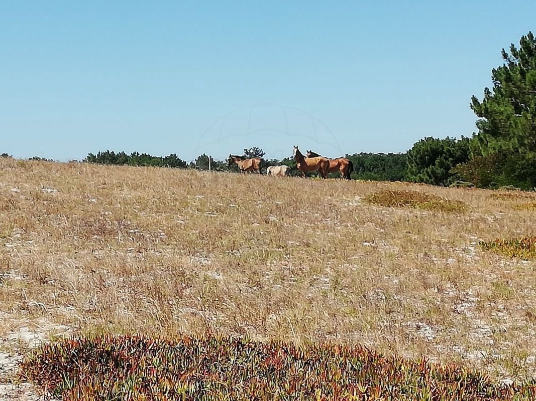 Land in Sines, Setubal, Portugal 1 - 14608352