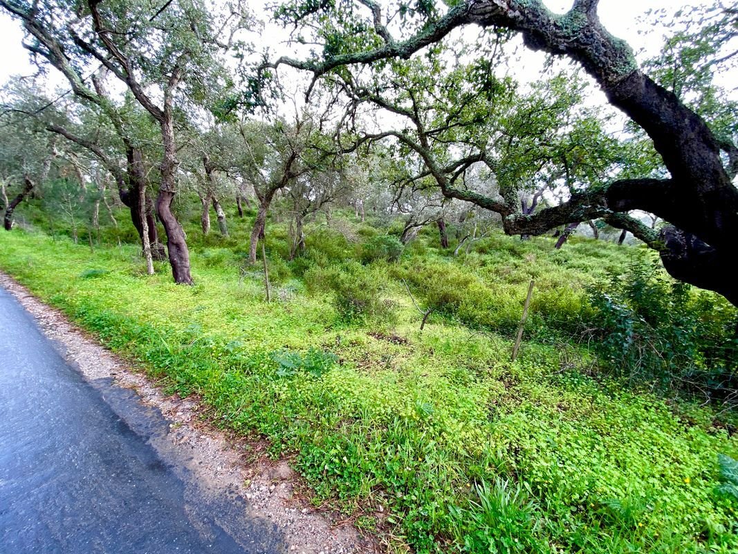 Land in Melides, Setubal, Portugal 4 - 14608591