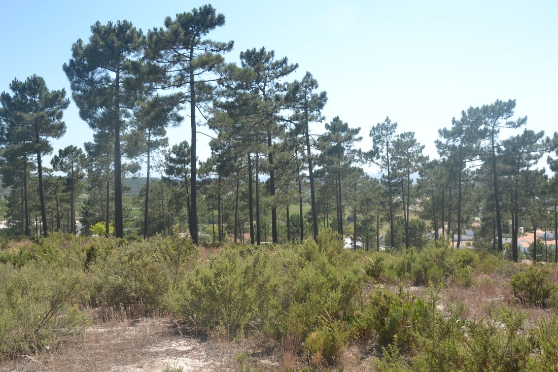 Land in Carvalhal, Setubal, Portugal 3 - 14623928