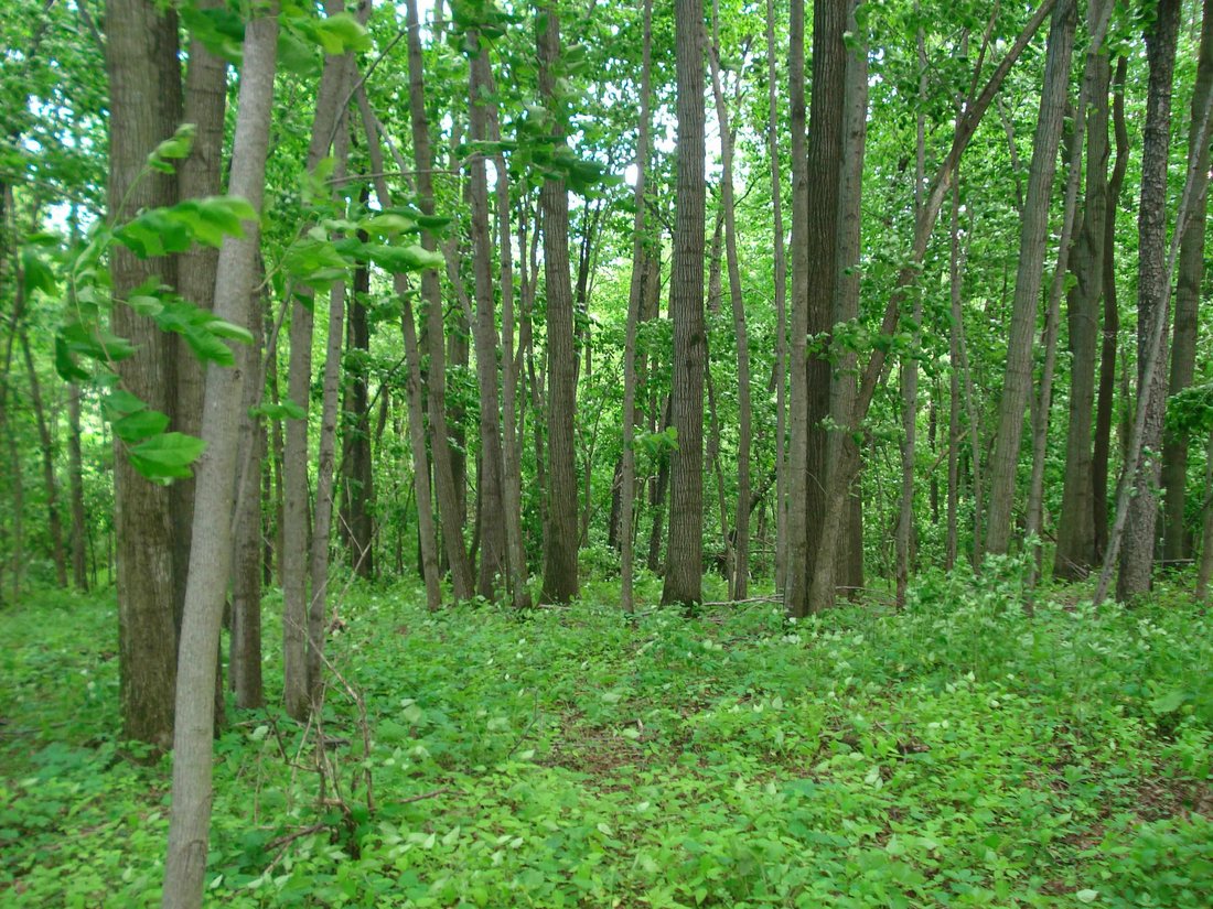 Lots And Land Mount Calvary In Mount Calvary, Wisconsin, United States