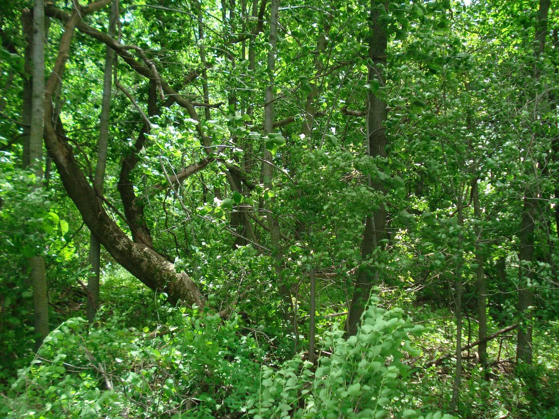 Lots And Land Mount Calvary In Mount Calvary, Wisconsin, United States