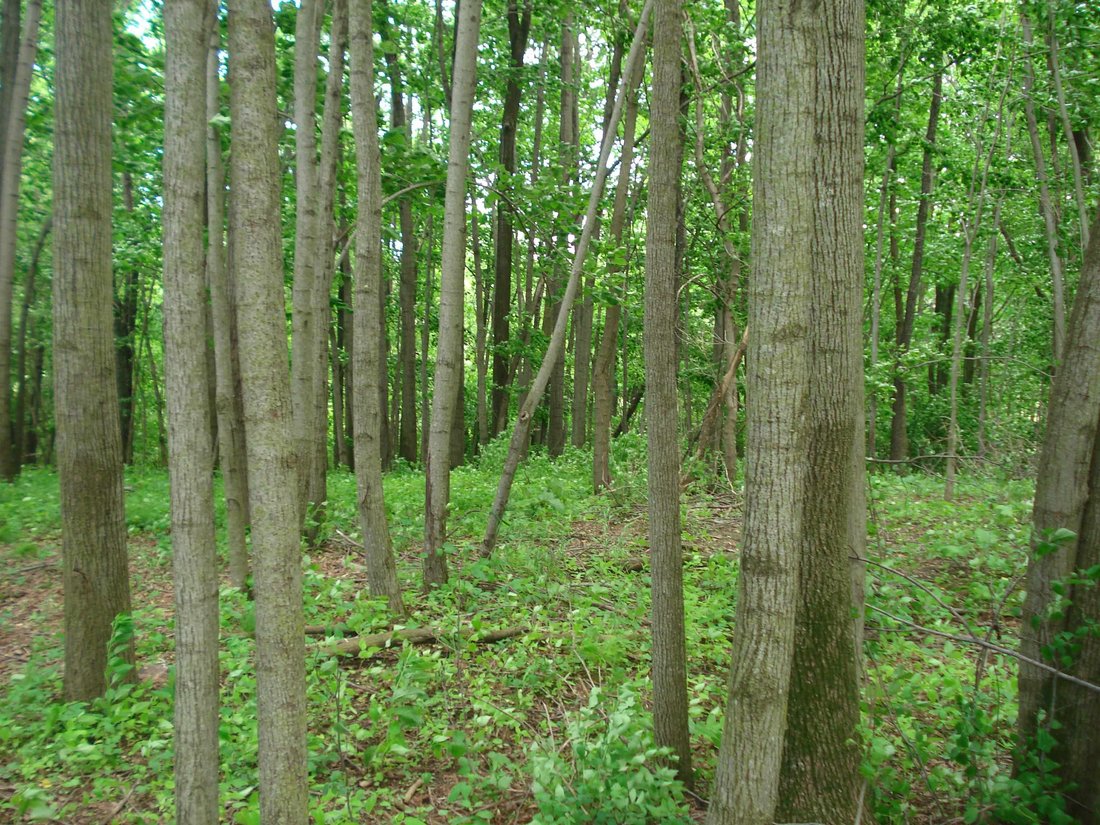 Lots And Land Mount Calvary In Mount Calvary, Wisconsin, United States