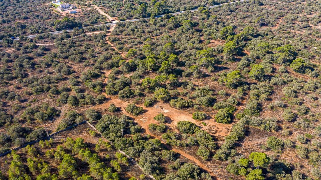 Land in Llucmajor, Balearic Islands, Spain 2 - 14657107