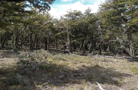 Farm Ranch in Laguna Blanca, Magallanes and Chilean Antarctica, Chile 4 - 14647781