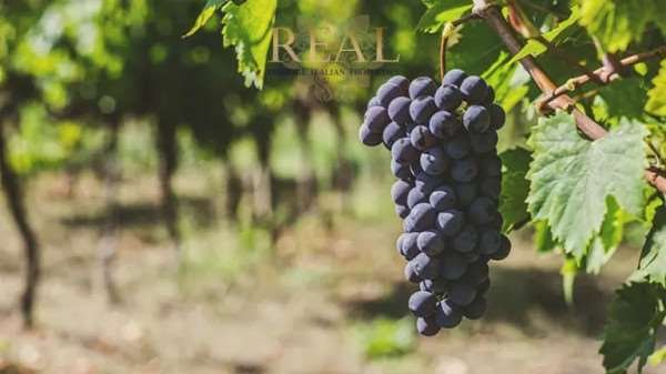 Estate in Center, Greve in Chianti, Tuscany 4 - 14668310