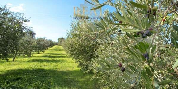 Estate in Center, Greve in Chianti, Tuscany 3 - 14668310
