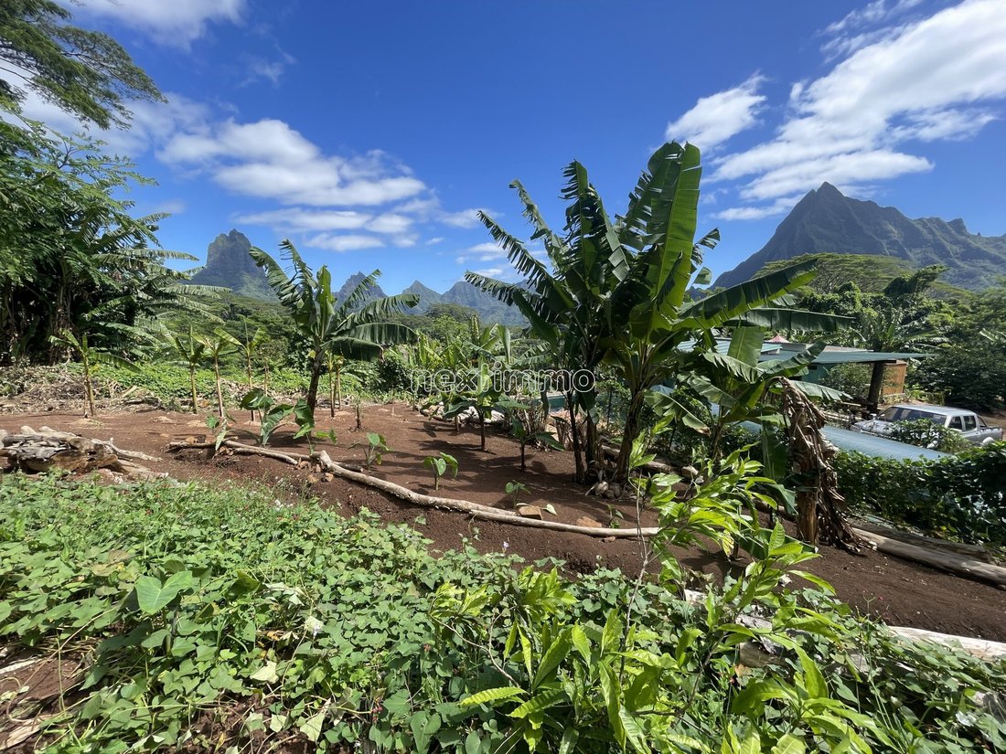 Moorea-Maiao, Windward Islands, French Polynesia 1 - 14677881