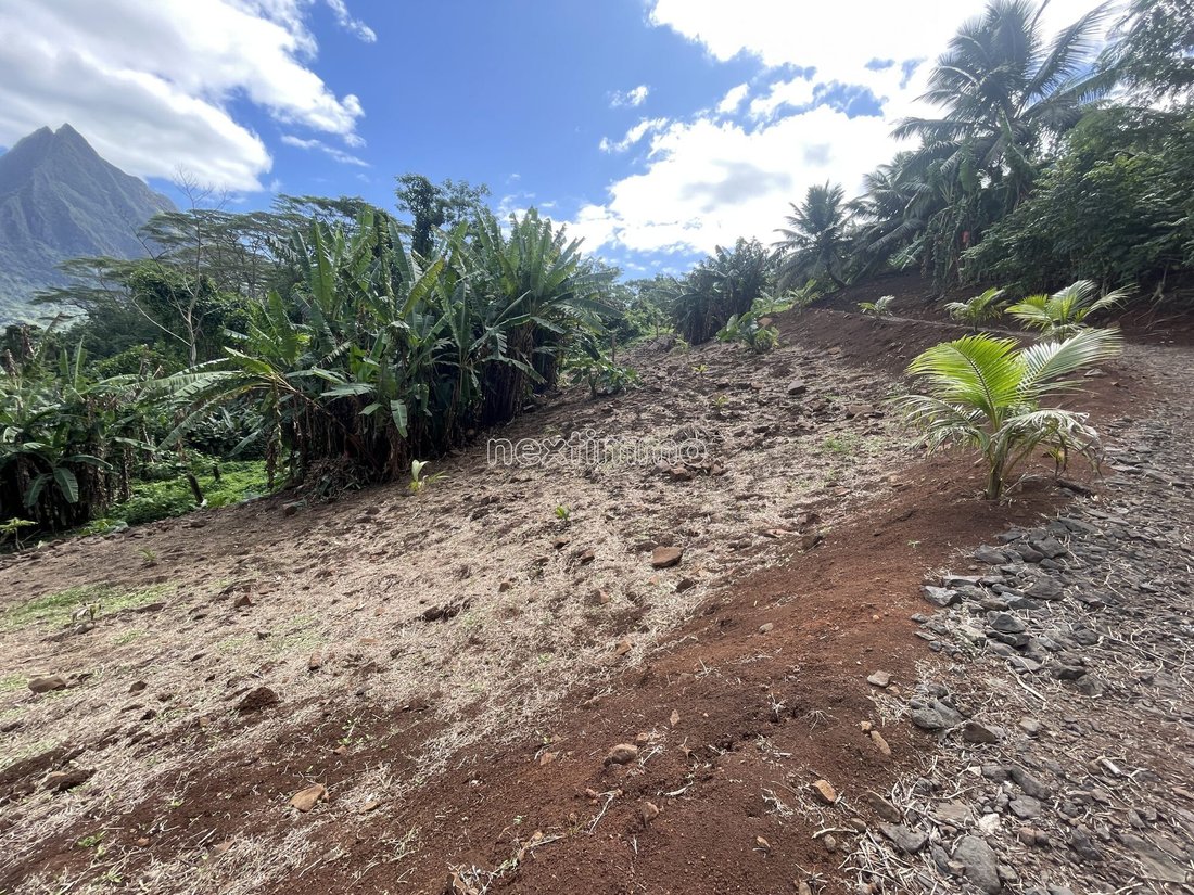 Moorea-Maiao, Windward Islands, French Polynesia 5 - 14677881