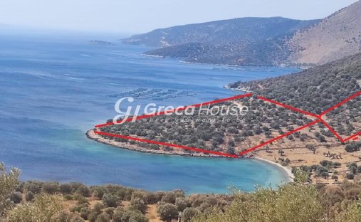 Terrain en Kymi - Aliveri Anna, Thessaly and Central Greece, Grèce 1