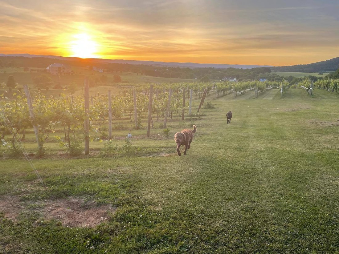 Farm Ranch in Quicksburg, Virginia, United States 1 - 14682722