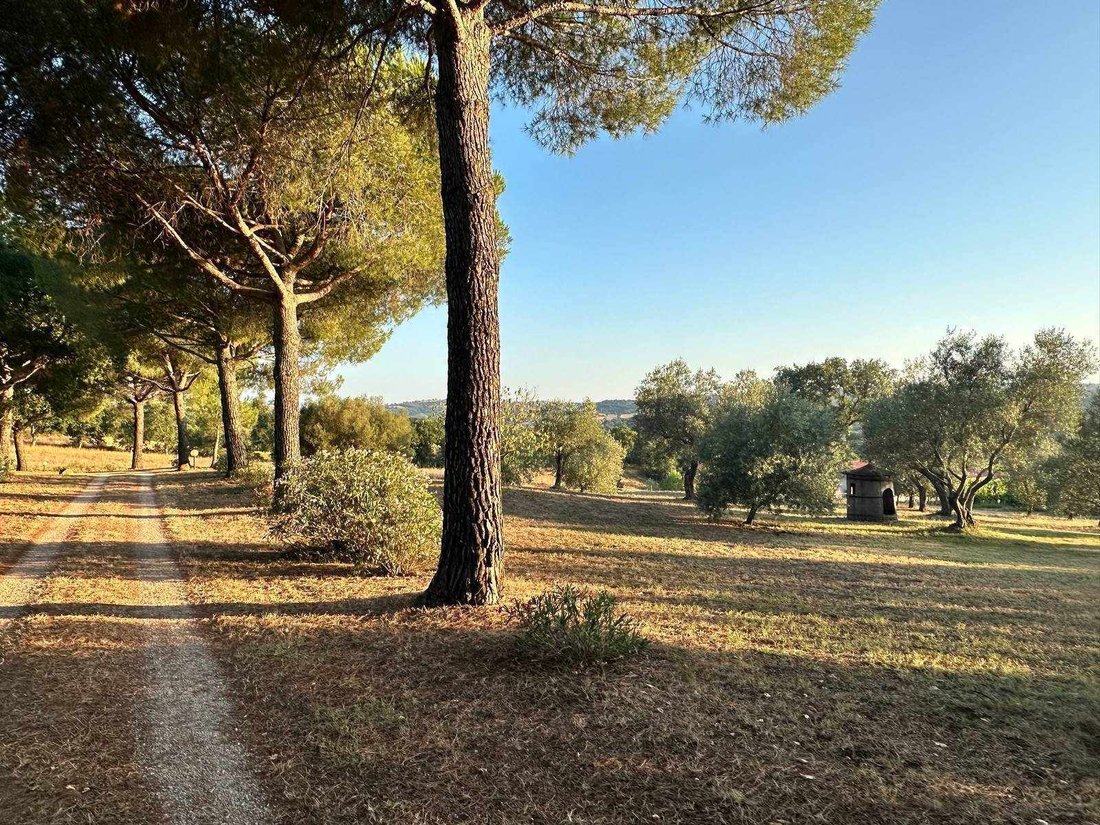 Magliano in Toscana, Tuscany, Italy 3 - 14683364