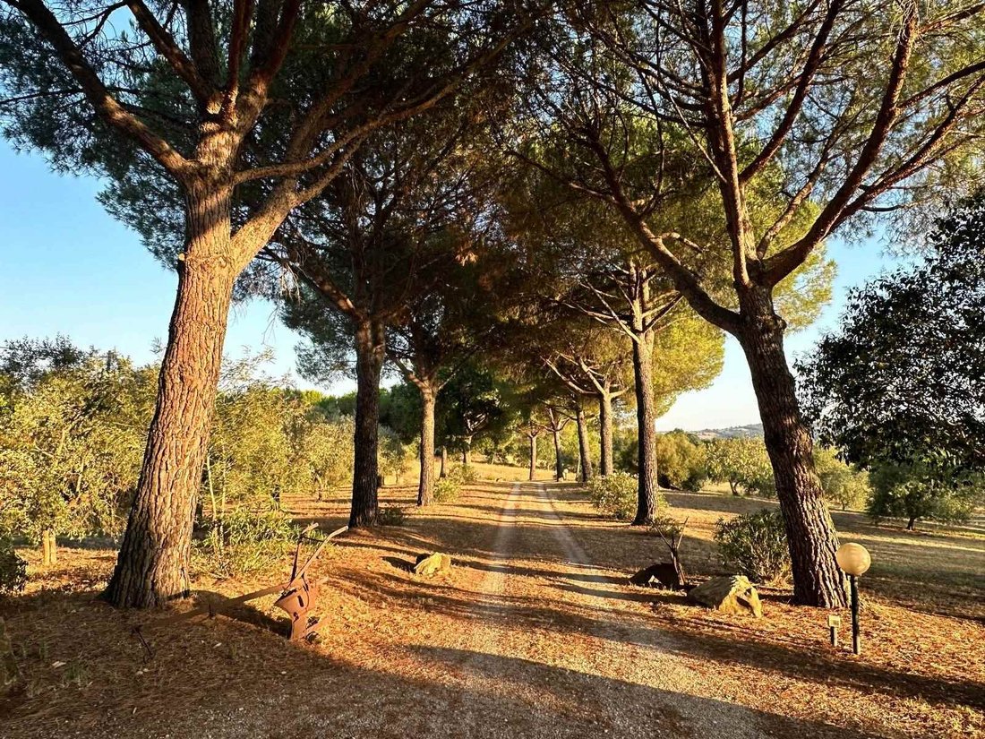 Magliano in Toscana, Tuscany, Italy 2 - 14683364