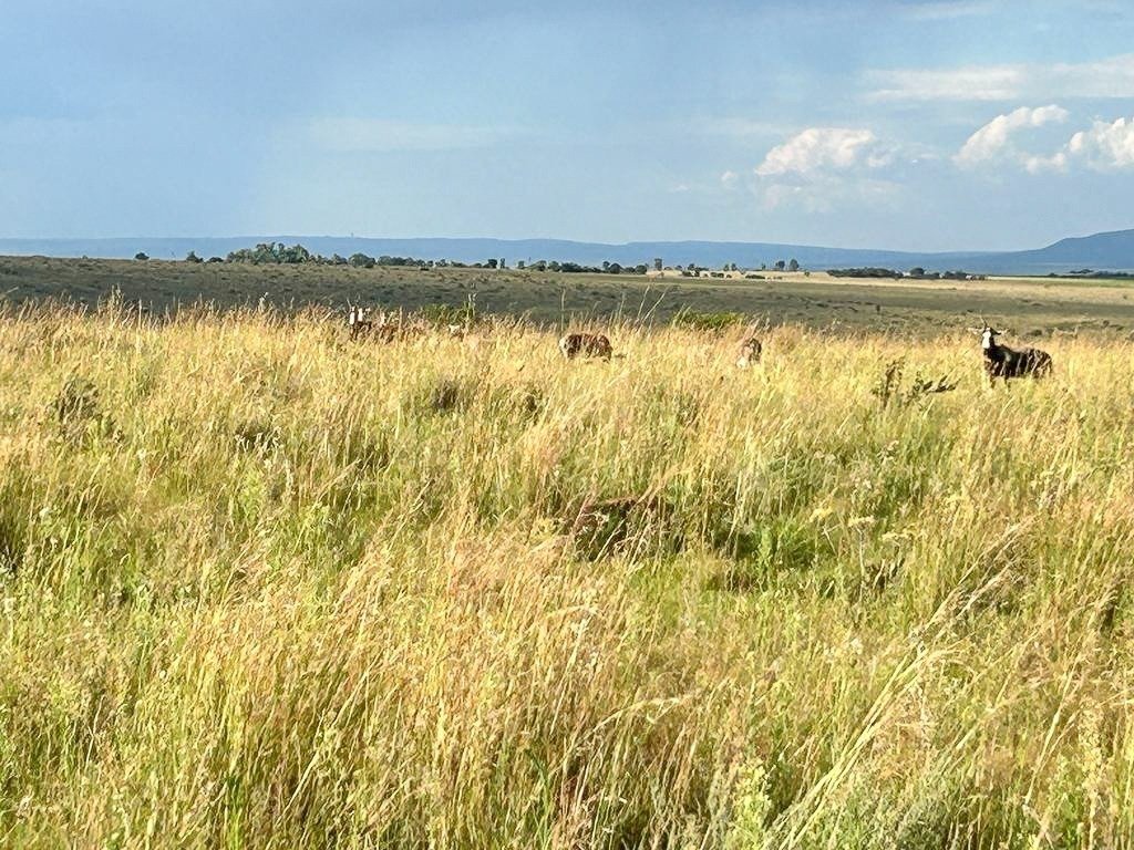 Farm Ranch in Potchefstroom, North West, South Africa 5 - 14684074