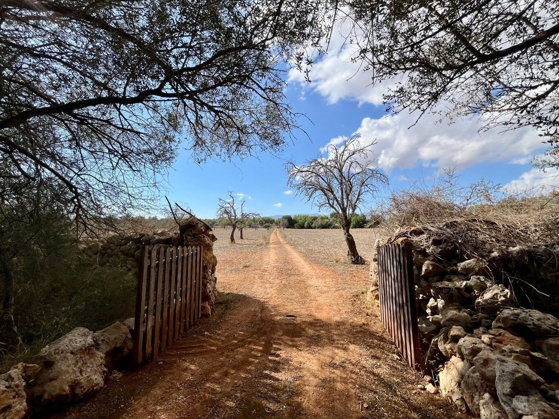 Land in Sencelles, Balearic Islands, Spain 1 - 14712551