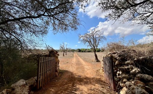 Terrain à Sencelles, Îles Baléares, Espagne 1