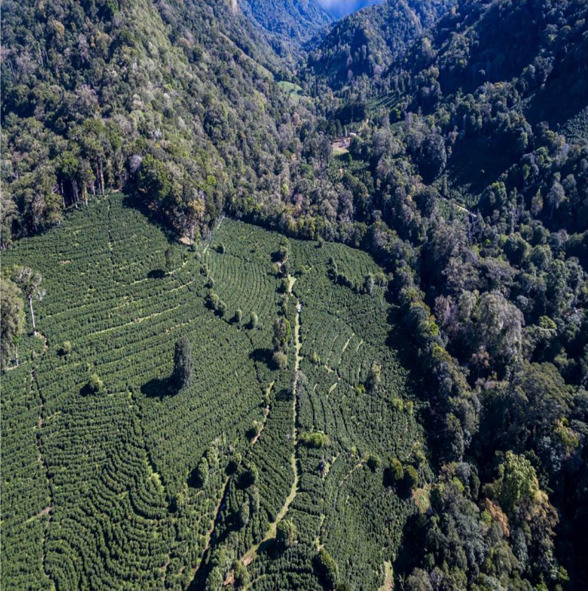 Los Naranjos, Chiriquí Province, Panama 1 - 14743424