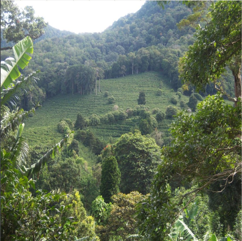 Los Naranjos, Chiriquí Province, Panama 4 - 14743424