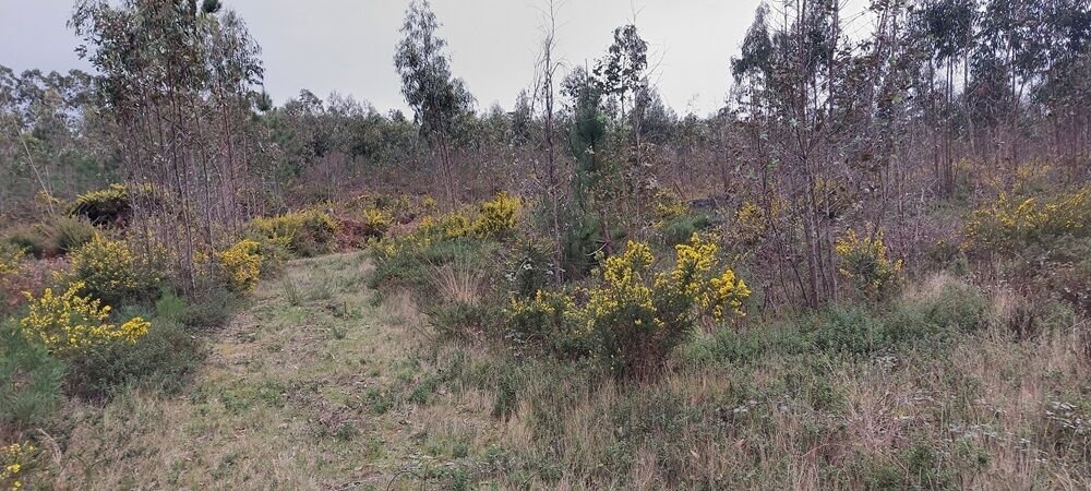 Land in Carvide, Leiria District, Portugal 4 - 14743521