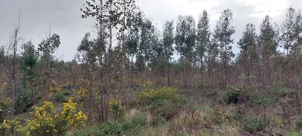 Land in Carvide, Leiria District, Portugal 5 - 14743521