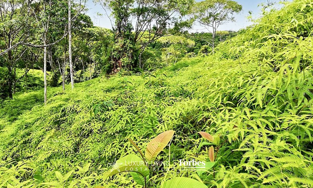 Land in Golfito, Puntarenas Province, Costa Rica 5 - 14746760