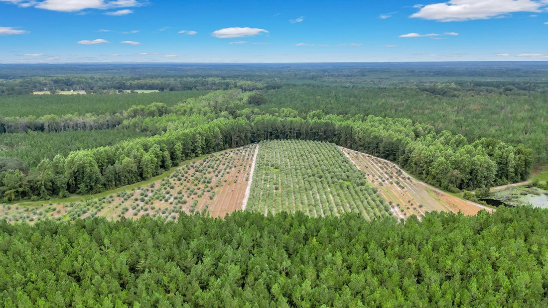 Farm Ranch in Glennville, Georgia, United States 1 - 14745095