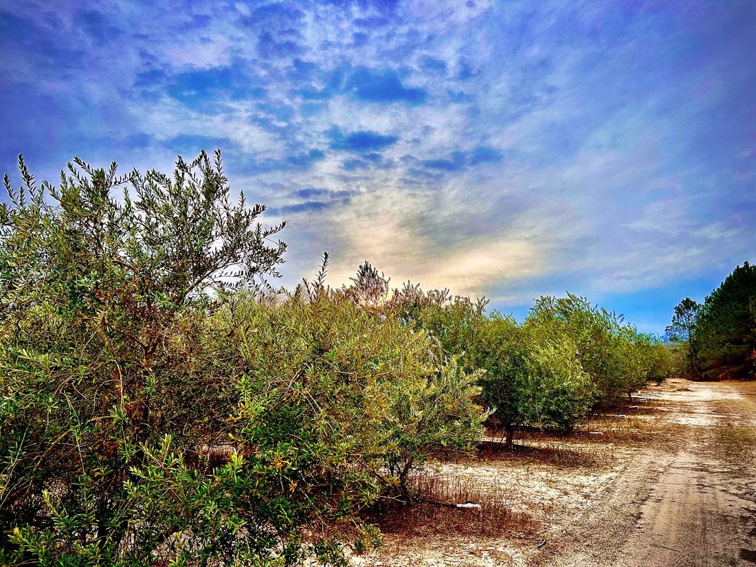 Olive Farm, Land And Home For In Glennville, United States For Sale (14745095)