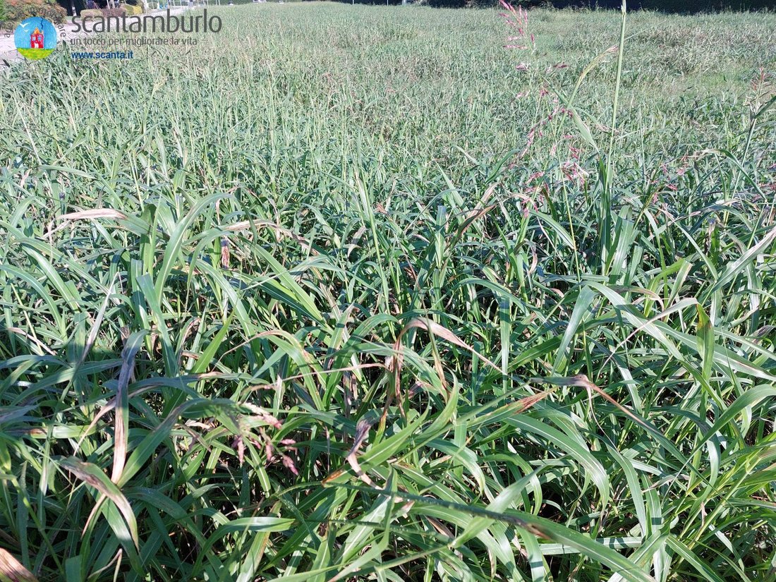 Land in Ponzano, Veneto, Italy 1 - 13151082