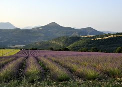 A Crown of Stone & Sky: 17th-Century Provence Castle Whispering to the Alps