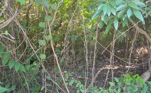 Terreno a Puerto Aventuras, Quintana Roo, Messico 1