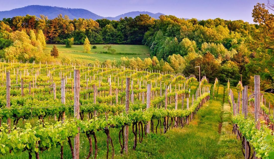 Farm Ranch in Charlottesville, Virginia, United States 4 - 14763356