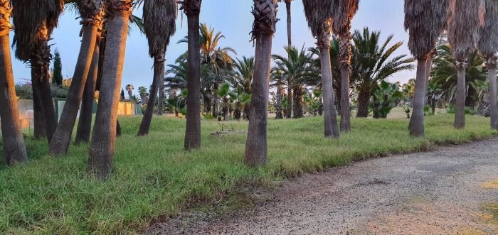 House in ses Salines, Balearic Islands, Spain 5 - 14771440