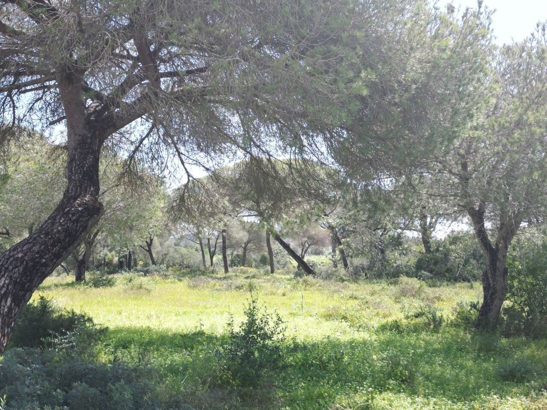 Land in Armacao de Pera, Algarve, Portugal 2 - 14116034