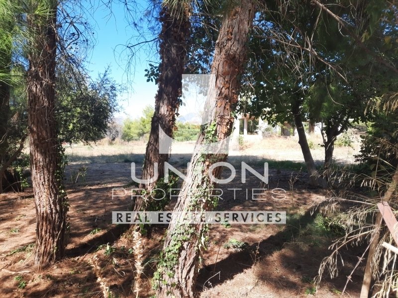Land in Dionysos, Attica, Greece 4 - 14775593