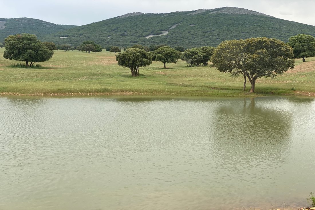 Farm Ranch in Ciudad Real, Castile-La Mancha, Spain 2 - 13023596