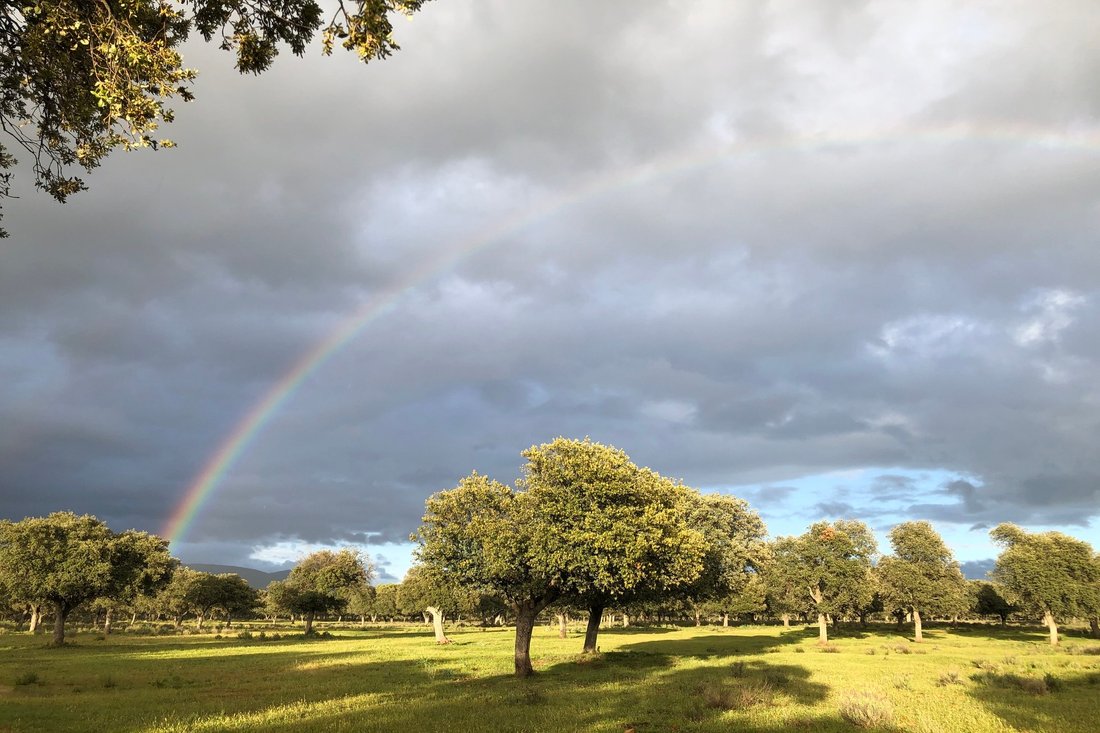 Farm Ranch in Ciudad Real, Castile-La Mancha, Spain 3 - 13023596