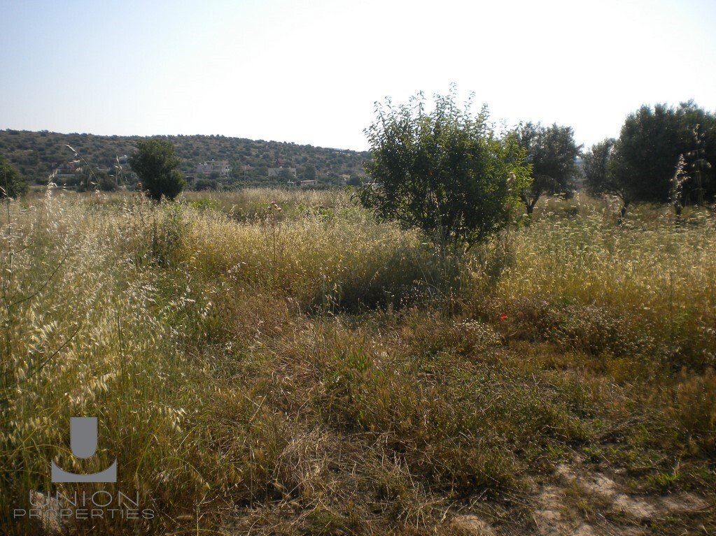 Land in Kropia, Attica, Greece 4 - 14785386