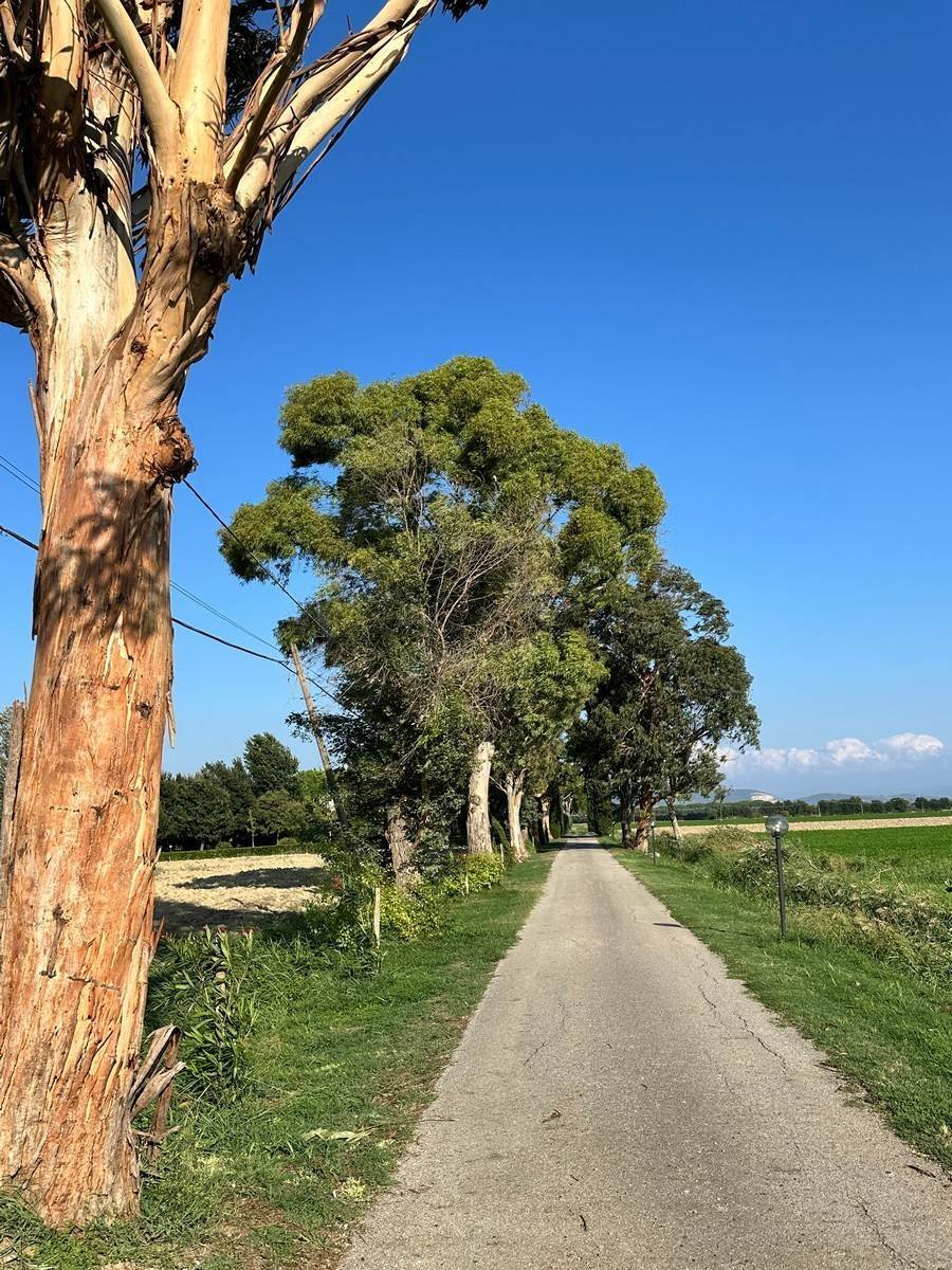 Marrucheto-Rugginosa, Grosseto, Italy 2 - 14785728