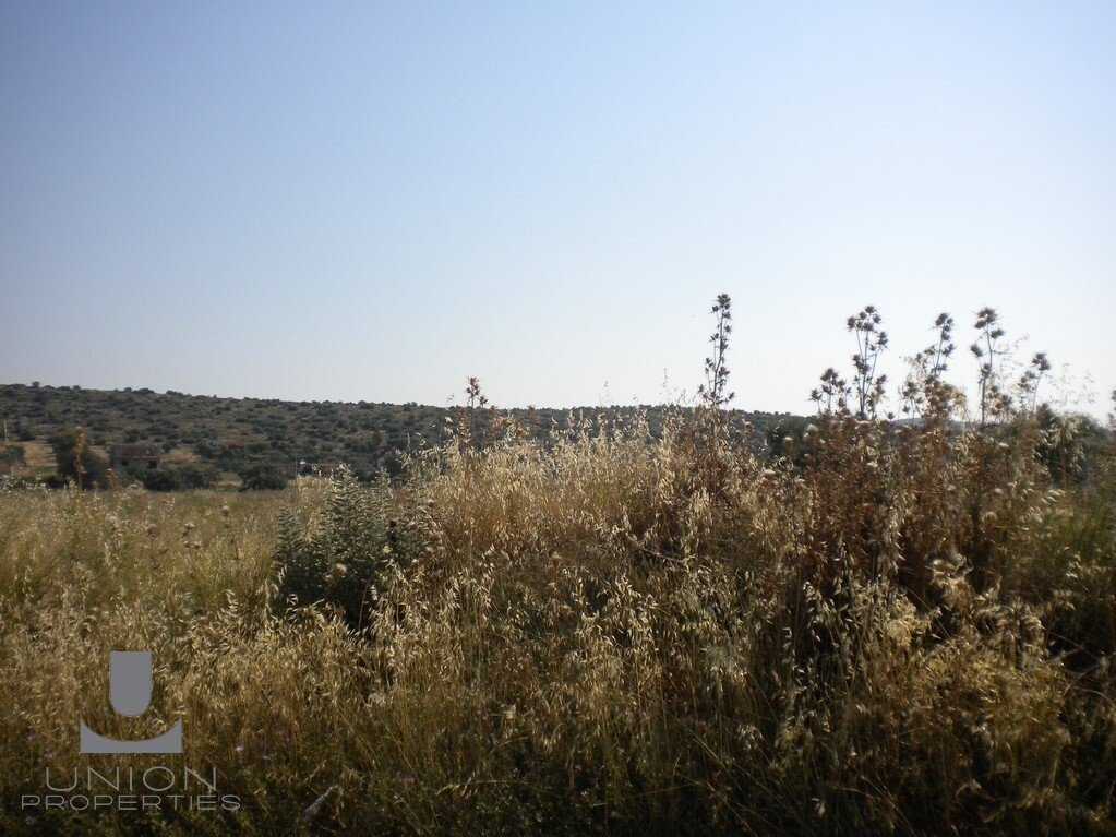 Land in Kropia, Attica, Greece 5 - 14785386